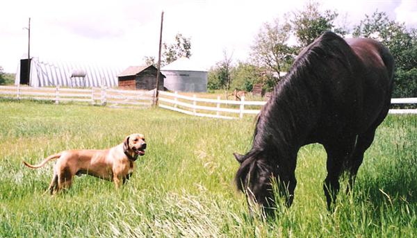 Grazing Buds