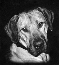 Caesar in B & W