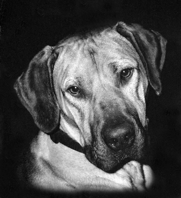 Caesar in B & W