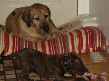 Caesar has another pup to raise