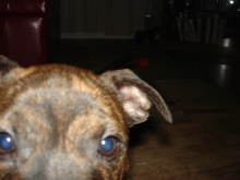 the eyes have it