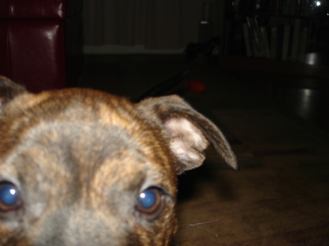 the eyes have it