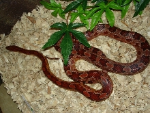 Delilah