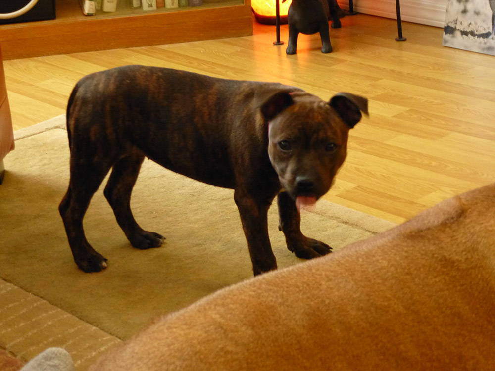 fading tongue