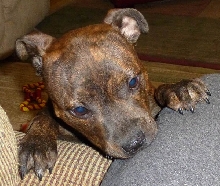 Puppy curiousity