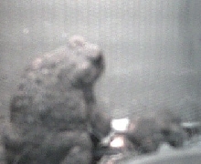 My Bufo