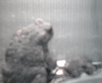 My Bufo