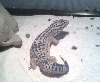 Leopard Gecko