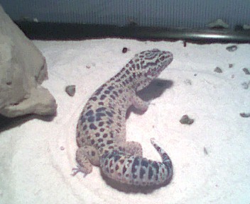 Leopard Gecko