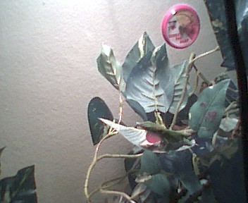 Male Anole Displaying Dewlap