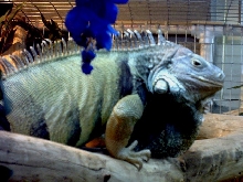 My very big adopted Raptor