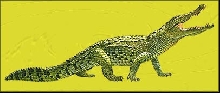Nile Crocodile