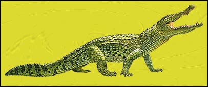 Nile Crocodile