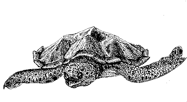 Sea Turtle Drawing