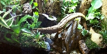 Dart Tank