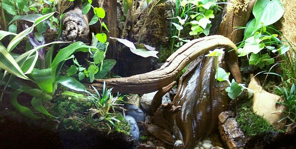 Dart Tank