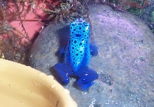 Azureus - Fine Spotted