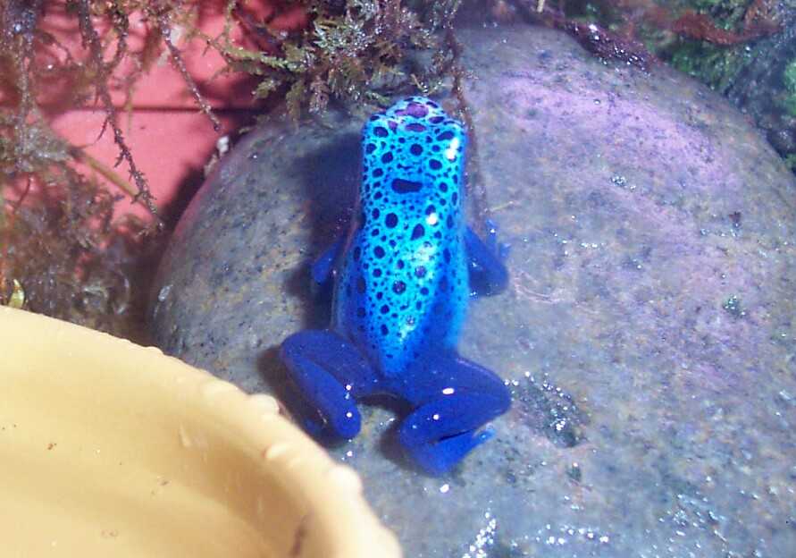 Azureus - Fine Spotted
