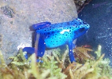 Azureus2 - Fine Spotted