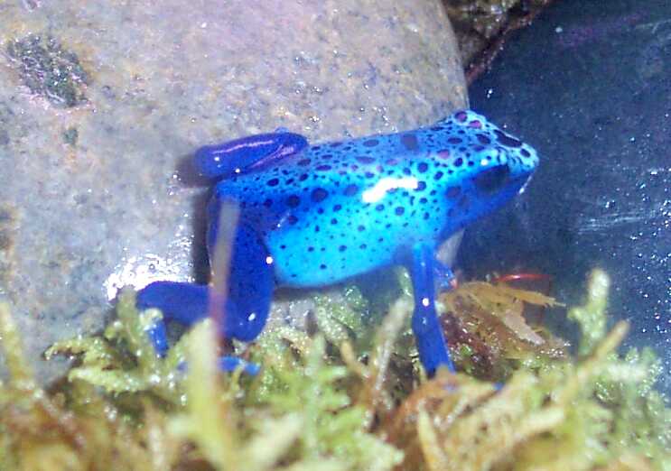 Azureus2 - Fine Spotted