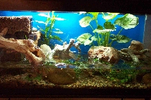 Fire Belly Tank