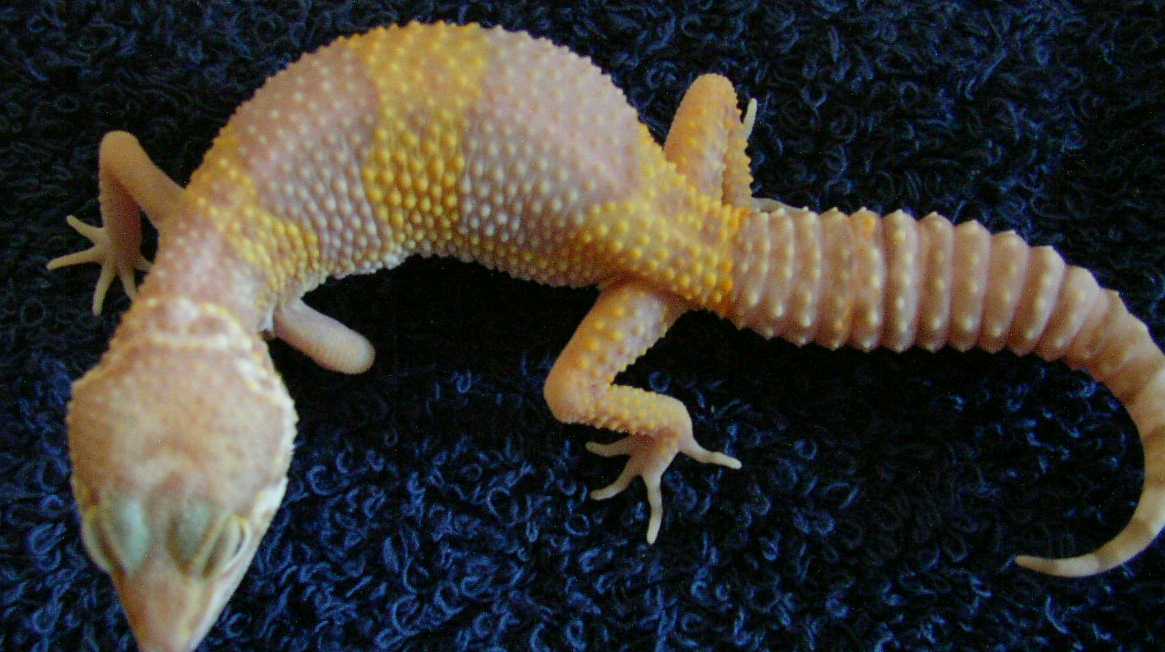 Albino tangerine
