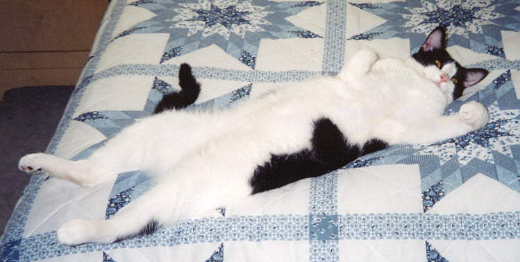Bella the cat