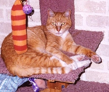 BooBoo 1987-2003