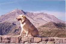 Butterball at Mt. St. Helen