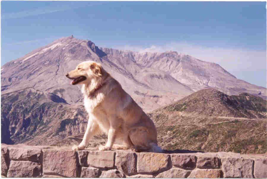 Butterball at Mt. St. Helen