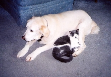 Butterball and Jill the cat