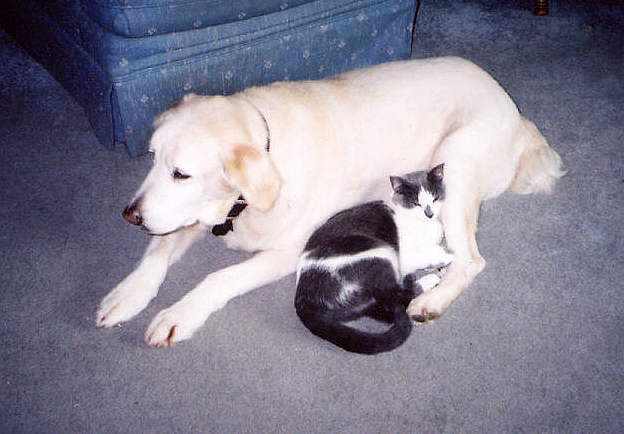 Butterball and Jill the cat