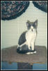 Jill the kitten