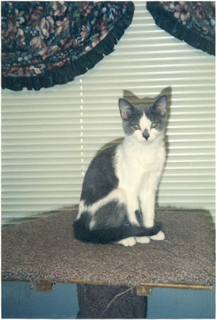 Jill the kitten