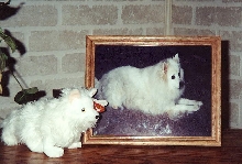 Sitka