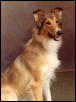 My collie Pixie