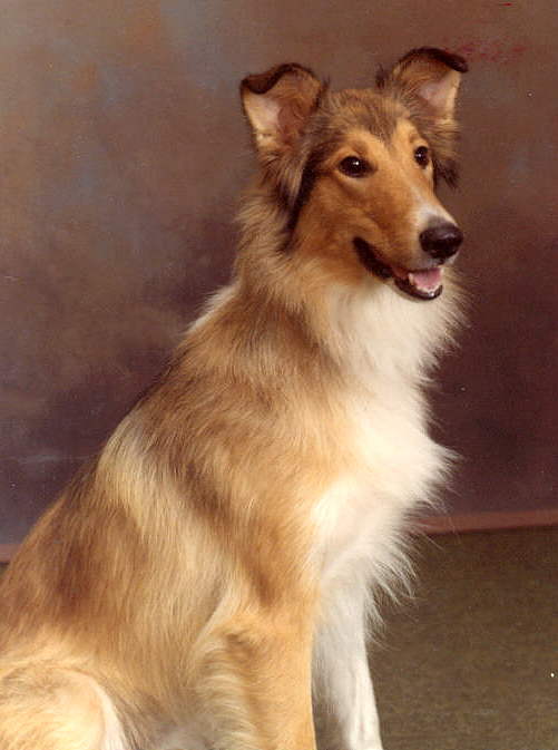 My collie Pixie