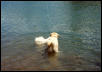 sitka and butterball playing the water