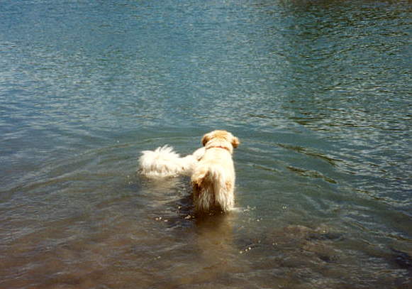 sitka and butterball playing the water
