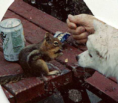 Sitka and the chipmunk