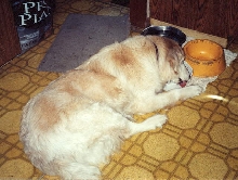 Butterball the spoil doggie
