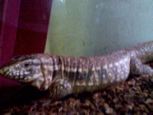 Molly- Paraguayan Tegu