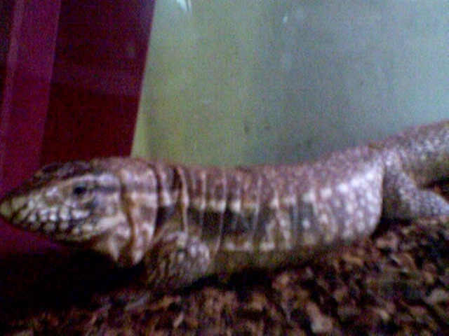 Molly- Paraguayan Tegu