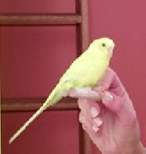 Buddy :(