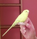 Buddy :(