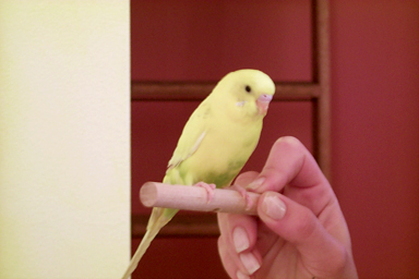 Oh little Buddy!