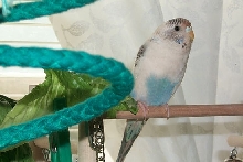New Pic of Ping Pong