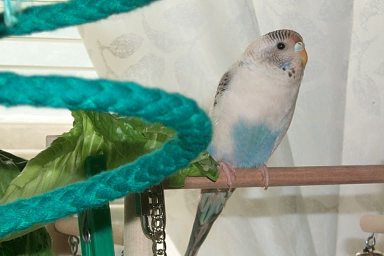 New Pic of Ping Pong