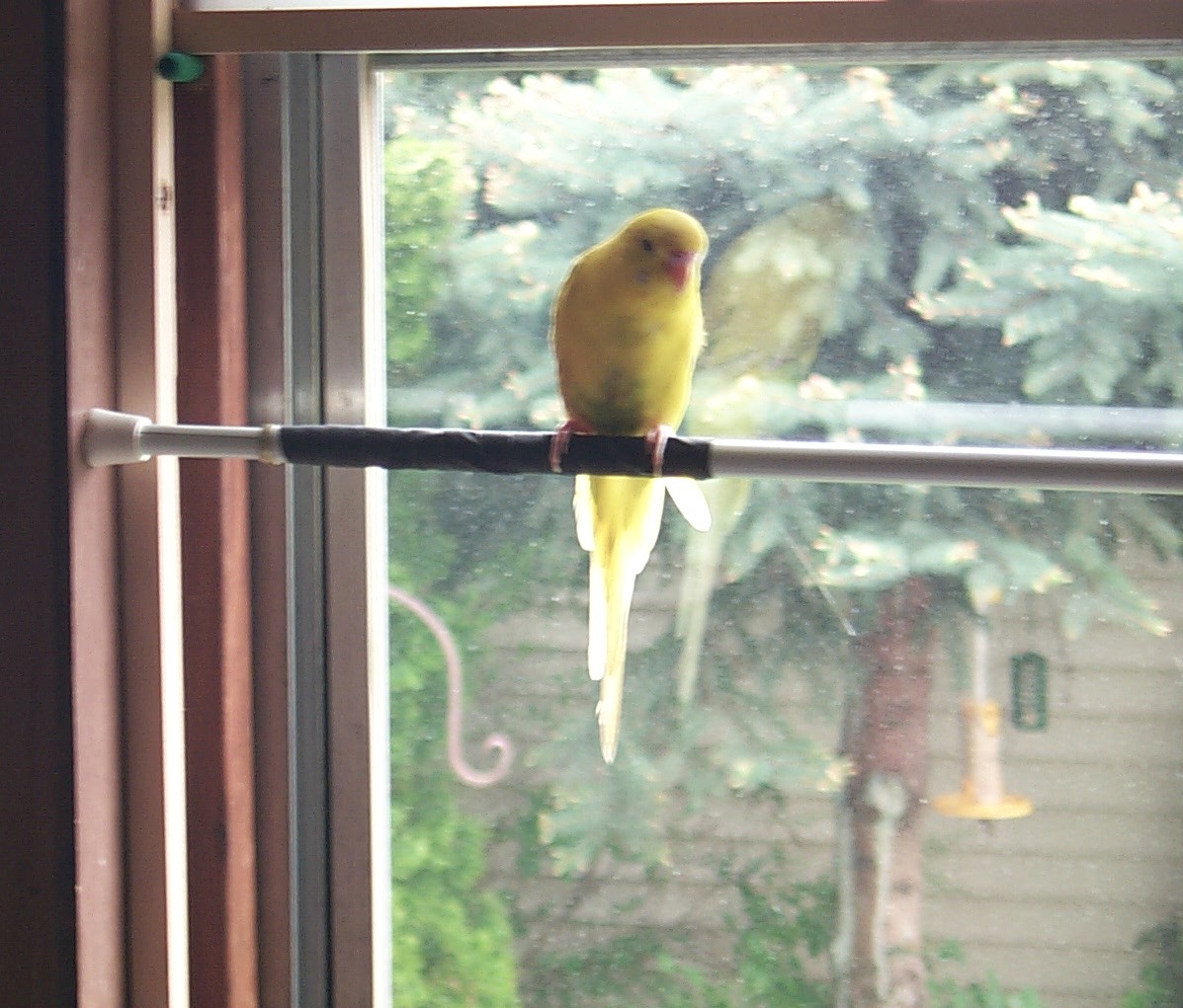 Buddy Enjoying the View