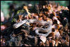 pituophis